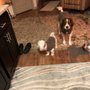 Photo of Praying For Paws