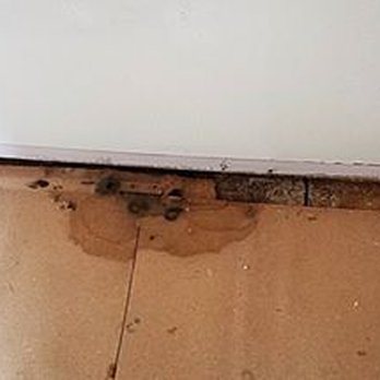 Definitely Mold The Wall And Top Layer Of Wood Was Removed Not