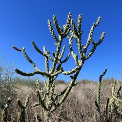 Crafton Hills Ridge Trail - Nature