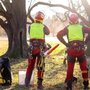 Trinity Tree Experts