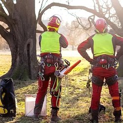 Trinity Tree Experts