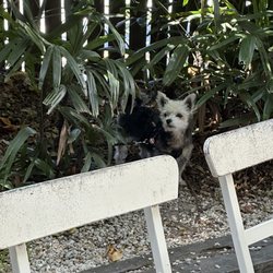 Paddock Bakery - This is my dog enjoy time as well