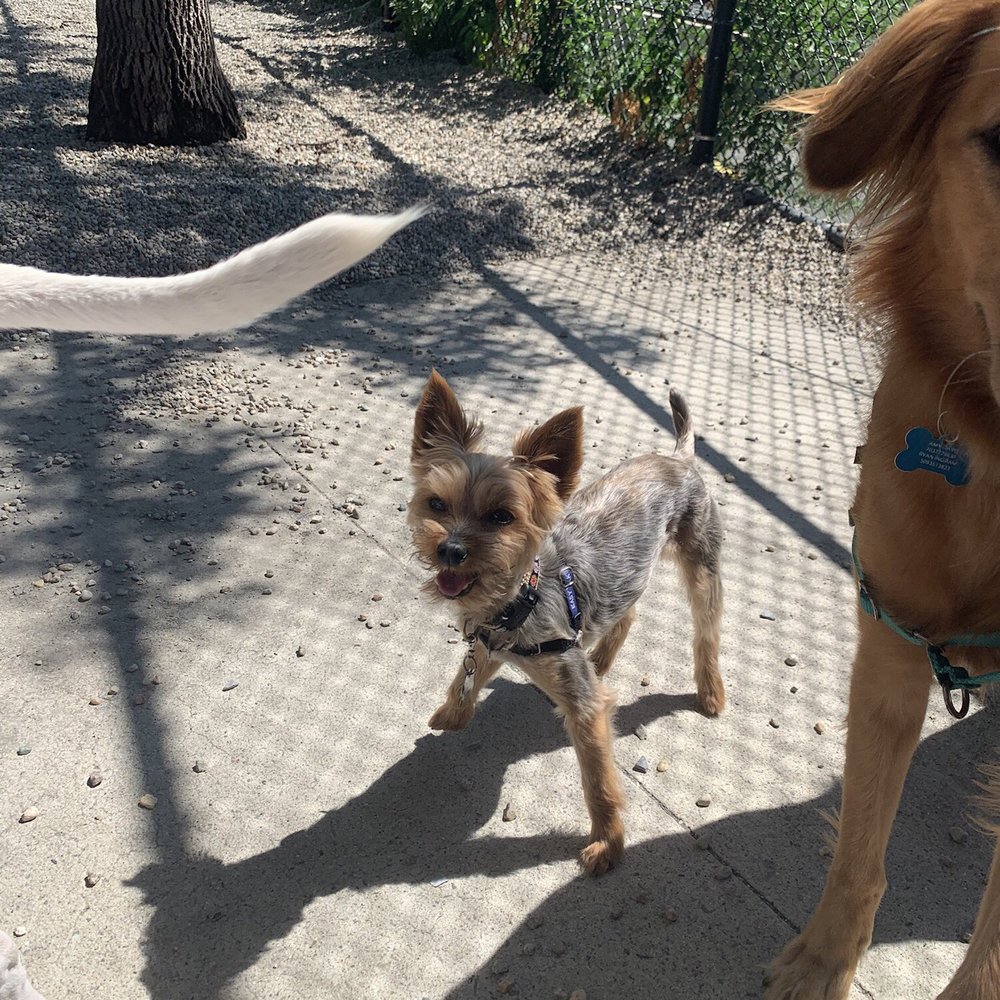Second Chance Dog Walking & Sitting - Dog Walkers Near Me Second Chance Dog Walking & Sitting - Dog Walkers Near Me