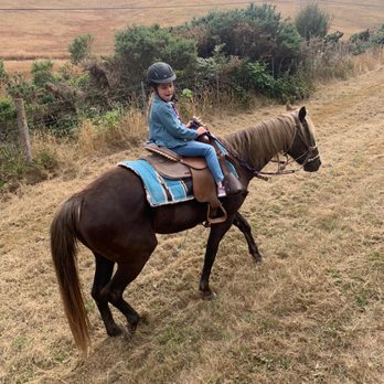 Horse N Around Trail Rides - Perfect pony for a child. - Horseback Riding Near Me - Bodega, California