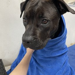 Monroe patiently waiting for the blow-dryer Monroe patiently waiting for the blow-dryer