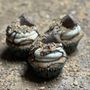 Photo of TamiCakes