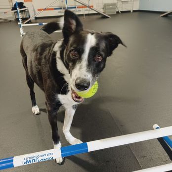 Zoom Room Dog Training - Oliver and I always have a great time at the Zoom room. - Pet Training Near Me - Thousand Oaks, California Zoom Room Dog Training - Oliver and I always have a great time at the Zoom room. - Pet Training Near Me - Thousand Oaks, California