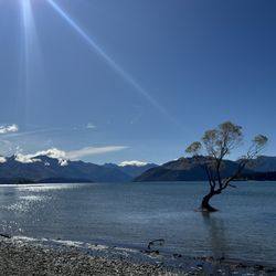 Wanaka Tree