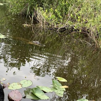 gator park - Boat Tours Near Me - Miami, Florida gator park - Boat Tours Near Me - Miami, Florida