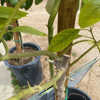 SoCal Nursery - Nurseries & Gardening Near Me - Riverside, California
