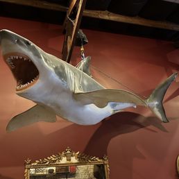 The shark hanging from the ceiling The shark hanging from the ceiling