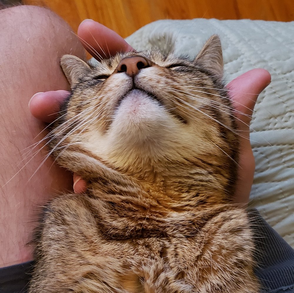 ASSOCIATED VETERINARY SERVICES Updated September 2024 20 Photos