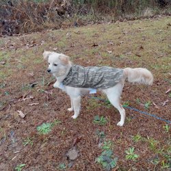 R T K Veterinary Clinic - Diablo staying warm in his camouflage jacket!