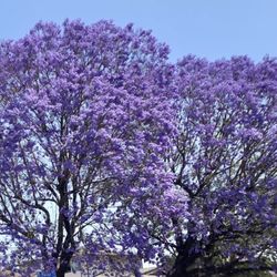 City of Chino - Each May & June, Jacarandas like these ancient giants, are blanketed in pure soft purple.