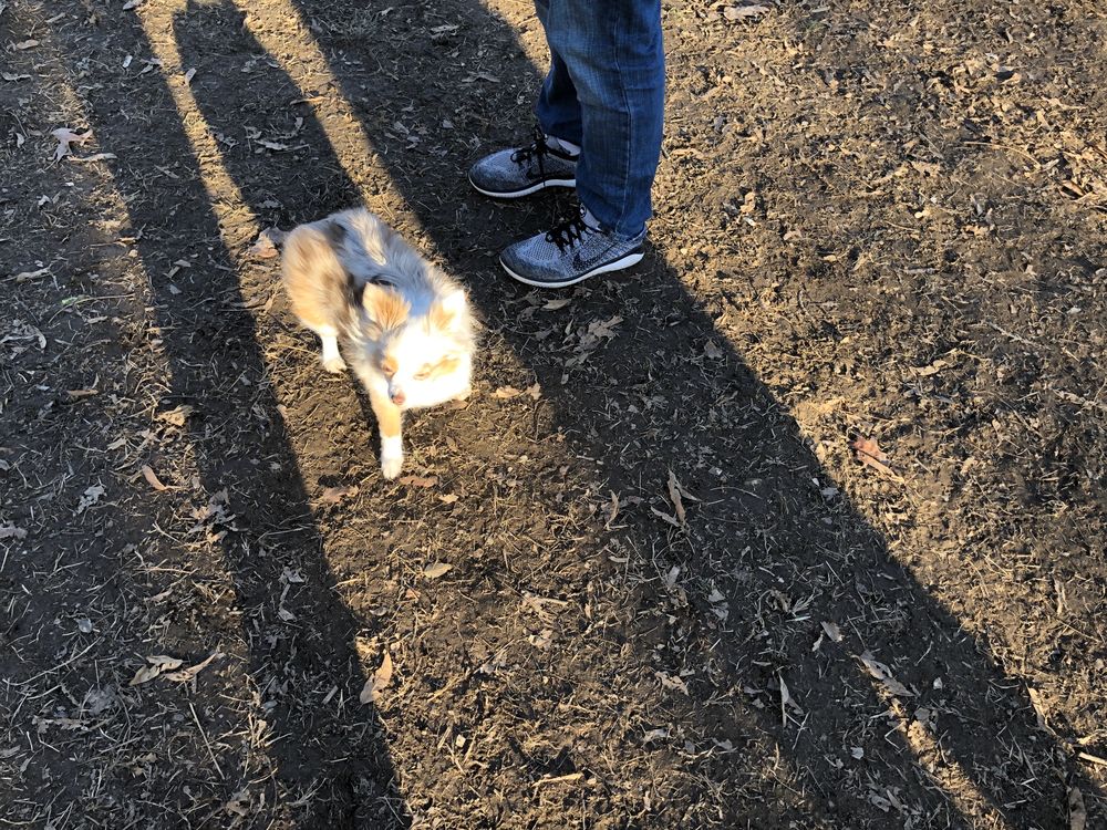 GODOWN DOG PARK 104 Photos & 75 Reviews 6099 Godown Rd, Columbus