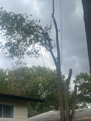 Tree Removal - Arch City Tree professionals will go out on a limb for you! No tree is too small or too big for our tree
experts. We will beat any other reputable companies price you have. We specialize in dangerous
trees, and pride ourselves in an excellent cleanup.
