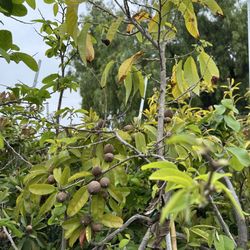 Ong Nursery
