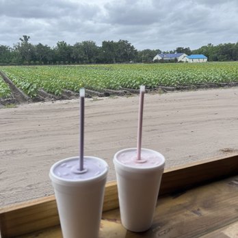 Three Sons Farm - Farmers Market Near Me - Dover, Florida