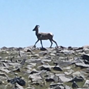 White Mountain Peak - Hiking Near Me - Lone Pine, California White Mountain Peak - Hiking Near Me - Lone Pine, California