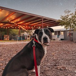 Sit Means Sit Cibolo - Training session under the stars for our board and trains!