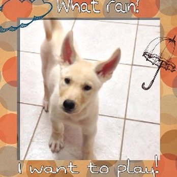 The Pet Shoppe - Pet Stores Near Me - Middletown, New Jersey
