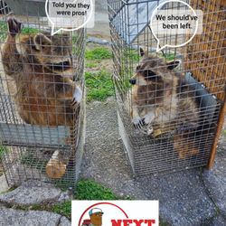 Raccoon removal!