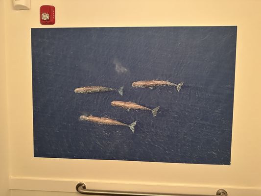Bluefins by null
