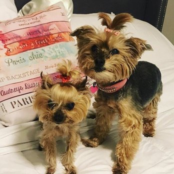 Puppy Boutique - Pet Stores Near Me - Brooklyn, New York Puppy Boutique - Pet Stores Near Me - Brooklyn, New York