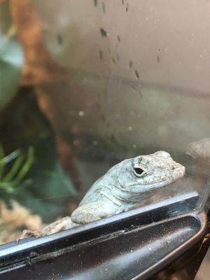 petsmart green anole