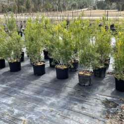 Copeland Nursery