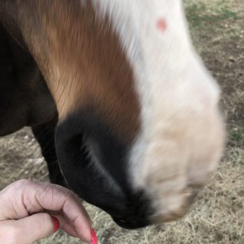 Danna Fay Farrier Service - This is where he hit her with the hoof file - Farriers Near Me Danna Fay Farrier Service - This is where he hit her with the hoof file - Farriers Near Me