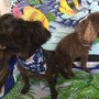 Photo of Betty's Canine Creations