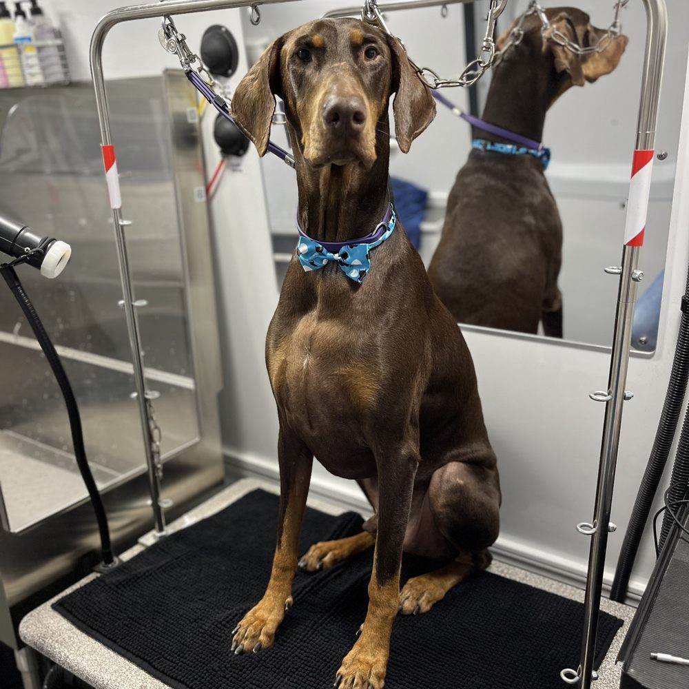 Canis Major Mobile Pet Spa - My handsome boy - Pet Groomers Near Me