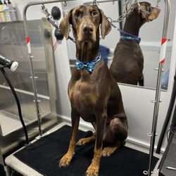Canis Major Mobile Pet Spa - My handsome boy