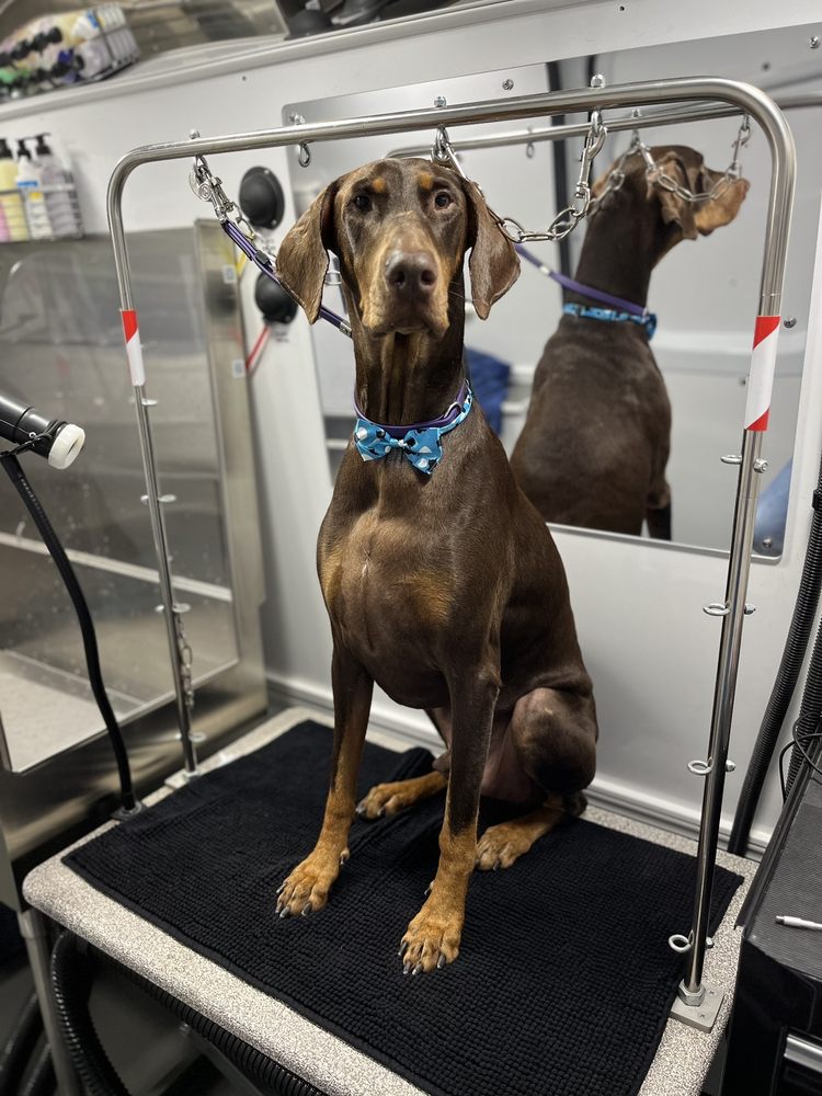 Canis Major Mobile Pet Spa Image
