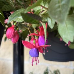 H-E-B plus! - The cutest little flowers