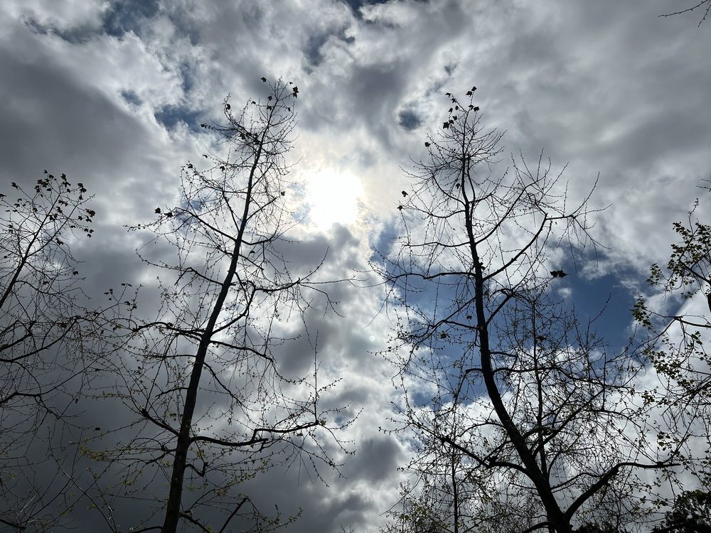 Ballona Discovery Park Logo