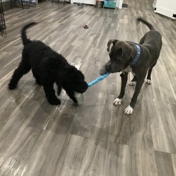 Pickle's Playland - Boarding with a buddy! - Pet Training Near Me - Redmond, Washington Pickle's Playland - Boarding with a buddy! - Pet Training Near Me - Redmond, Washington