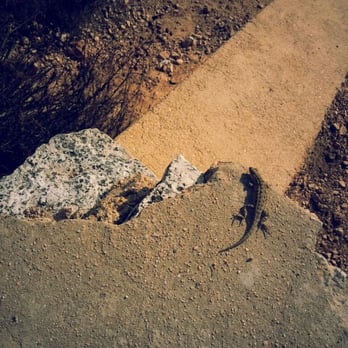 Echo Mountain via the Sam Merrill Trail - Found a lizard chilling - Parks Near Me - Altadena, California Echo Mountain via the Sam Merrill Trail - Found a lizard chilling - Parks Near Me - Altadena, California