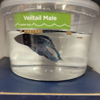 Petco - Overfeeding bettas - Pet Stores Near Me - Tulsa, Oklahoma Petco - Overfeeding bettas - Pet Stores Near Me - Tulsa, Oklahoma