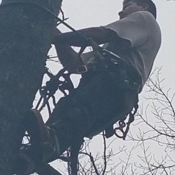 Moses Tree Service - 14 - Tree Services Near Me - Charlotte, North Carolina