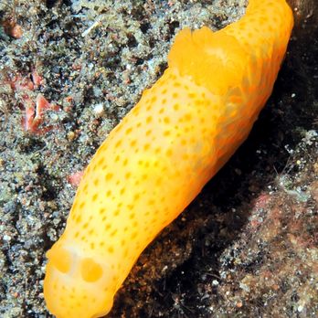 Rivers to Reef - Nudibranch - Travel Agents Near Me