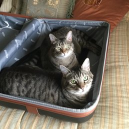 Take us with you! or get All About Cats to spoil us while you're gone... Take us with you! or get All About Cats to spoil us while you're gone...