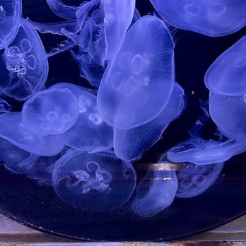 Cabrillo Marine Aquarium - Moon Jellyfish. Cool display! - Aquariums Near Me - San Pedro, California Cabrillo Marine Aquarium - Moon Jellyfish. Cool display! - Aquariums Near Me - San Pedro, California