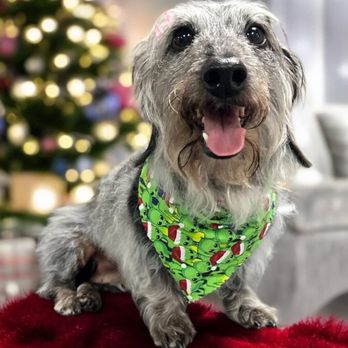 Muttcuts Pet Spa - Pet Groomers Near Me - Island Lake, Illinois