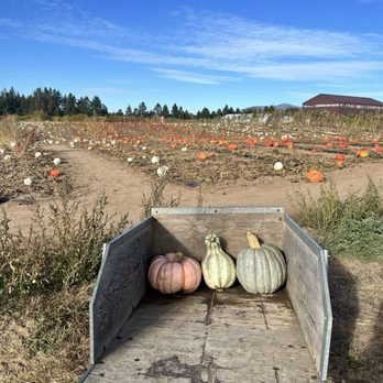 Hidden Acres Orchards - Main pumpkin patch area - they provide wagons and carts to carry around your pickings! - Fruits & Veggies Near Me - Mead, Washington Hidden Acres Orchards - Main pumpkin patch area - they provide wagons and carts to carry around your pickings! - Fruits & Veggies Near Me - Mead, Washington