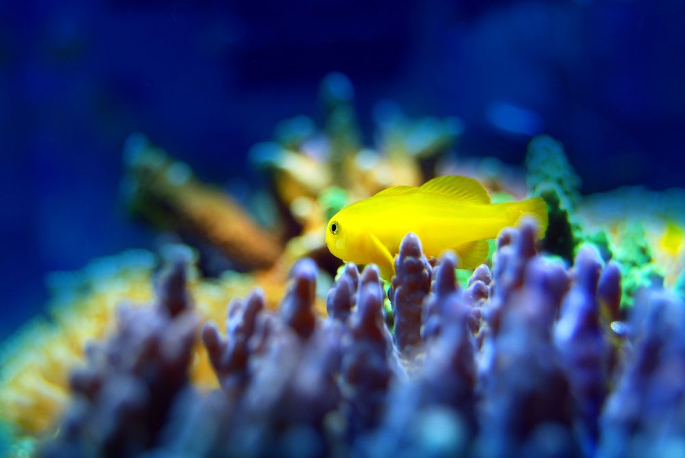 Orlando Aquarium Service Image