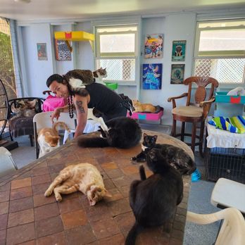 Surf Cat Ranch - Maui Cat Sanctuary - Cat on a back! - Animal Shelters Near Me - Haiku, Hawaii