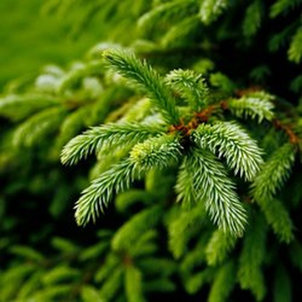 Evergreen Garden Center Banstead Fasci Garden