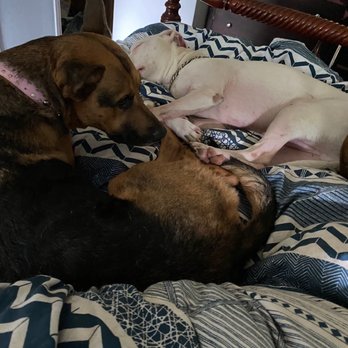 Cera’s Petsitting Service - Pet Sitting Near Me